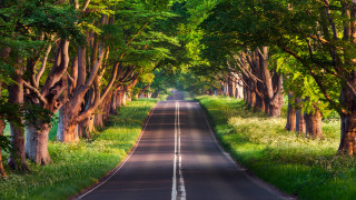 Road trees grass forest nature - a forest of trees and grass free wallpaper