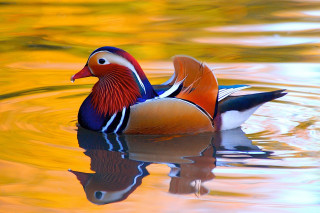 Colorful bird floating lake forest 4 - gaudy color free wallpaper