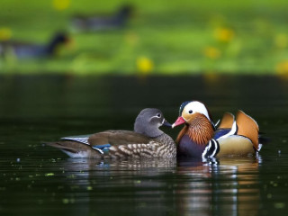 Two ducks swimming pond orange - a red beak free wallpaper