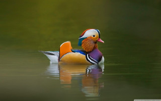 Colorful bird floating on water - mystical color free wallpaper