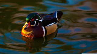 Colorful duck floating lake forest 2 - top of a lake next free wallpaper