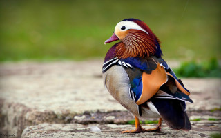 Colorful bird rock sun open - alan pollack free wallpaper