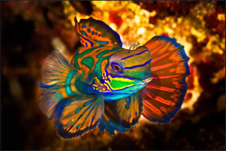 Colorful fish long tail black - this image free wallpaper