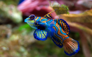 Blue orange fish yellow stripe - fish free wallpaper