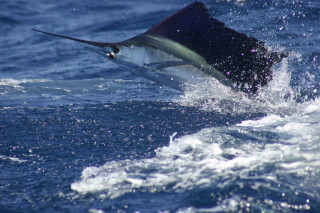 Sailfish caught boat ocean sail - live action free wallpaper