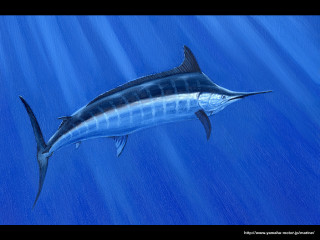 Blue marlin fish water sunlight - sunlight free wallpaper