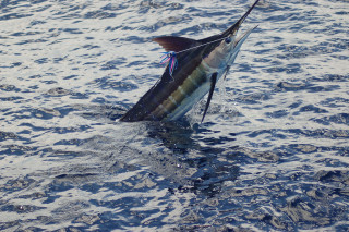 Caught fish hook water tail - live action free wallpaper