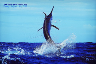Marlin jumping water mouth open - the water free wallpaper