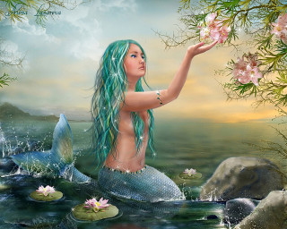 Mermaid longhair rock water lily - a rock free wallpaper
