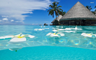 Tropical beach thatched roof flowers 8 - roof free wallpaper