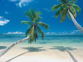 Palm tree beach ocean blue 2 - the distance free wallpaper
