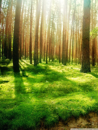 Forest trees grass bench nature - environmental art free wallpaper