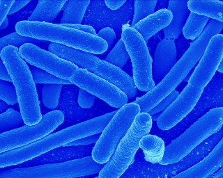 Blue blood cells group vein - bioluminescence free wallpaper