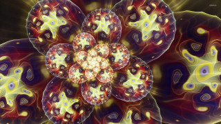 Flower petals yellow center image - a yellow center free wallpaper