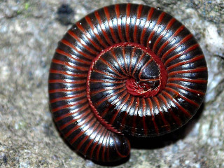 Red black snail rock surface - a rock surface free wallpaper