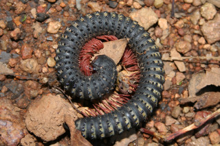 Black red worm autumn fire - an illustration of free wallpaper