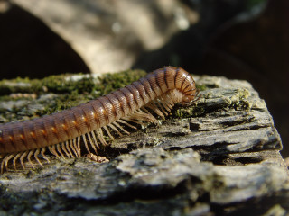 Cute insect rock tree branch - primitivism free wallpaper