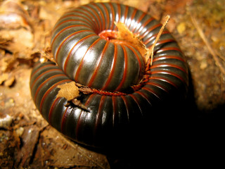 Colorful caterpillar crawling forest ground - cricorps grégoire free wallpaper
