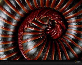 Spiral closeup black background yellow - object free wallpaper