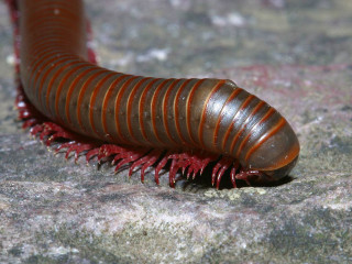 Large brown caterpillar red striped - a rock surface free wallpaper