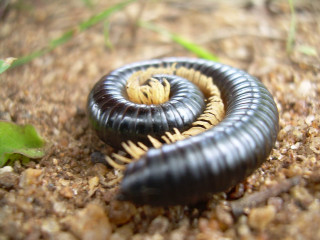 Black yellow caterpillar ecological art - female free wallpaper