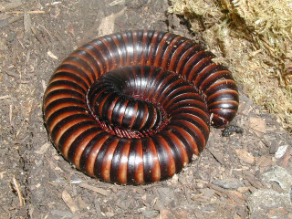 Brown striped animal tree trunk - the ground next free wallpaper