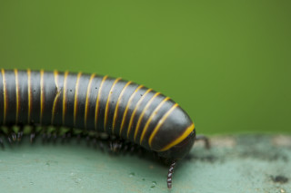 Caterpillar closeup green surface background - a green surface free wallpaper
