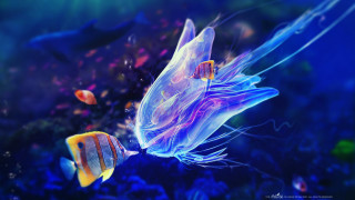 Fish jellyfish aquarium blue water 2 - a fish swimming free wallpaper