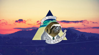 Slotty bear tie hat banner - free dogs wallpaper