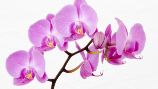 Purple flower closeup butterfly watercolor - this image free wallpaper