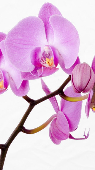Purple flower branch macro photorealism - bracha l. ettinger free wallpaper