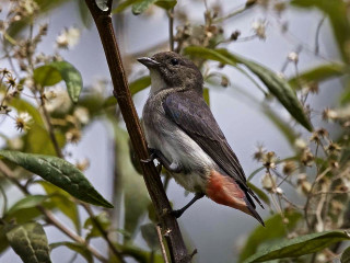 Bird branch tree flowers background - a branch in a tree free wallpaper