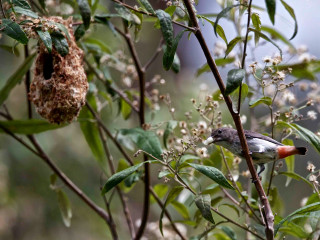 Bird branch birdhouse eating jungle - domirinic fegallia free wallpaper