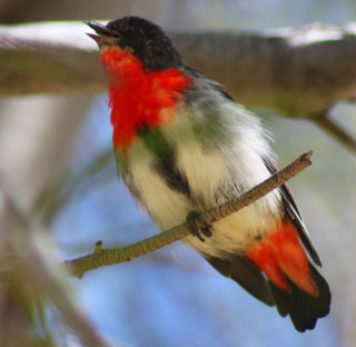 Bird red green breast branch - a branch of a tree free wallpaper