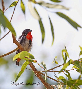 Small bird branch leaves sky - a branch of a tree free wallpaper