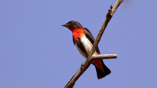 Bird branch blue sky red - clovis trouille free wallpaper