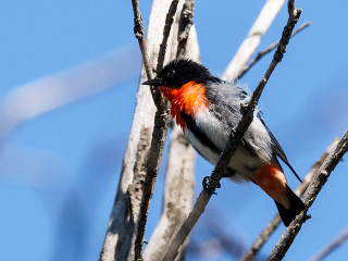 Orange black bird tree branch - a tree branch free wallpaper