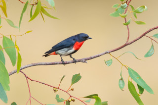 Small bird perched branch tree 14 - a brown background behind free wallpaper