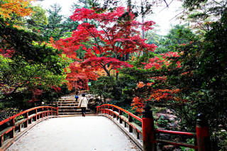 Wooden bridge red tree autumn - a wooden bridge free wallpaper