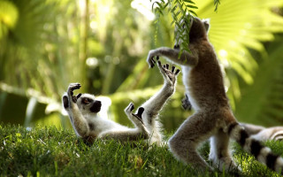 Small animals playing grass sunlight - the grass together free wallpaper