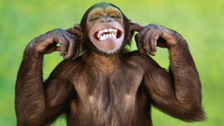 Smiling monkey hands on head 2 - a monkey with free wallpaper