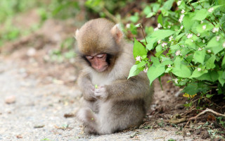 Monkey sitting ground bush flowers - chippy free wallpaper
