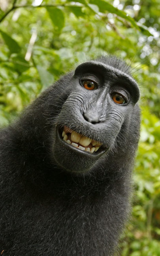 Black monkey smiling tree leaves - alex petruk ape free wallpaper