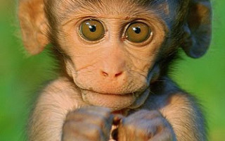 Monkey hat hand chest object - alex petruk ape free wallpaper