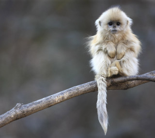 Small monkey tree branch tail - alex petruk ape free wallpaper
