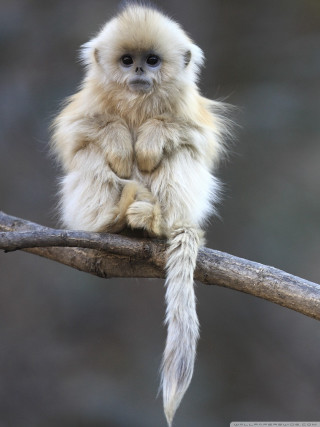 Small white monkey branch tail - a branch free wallpaper