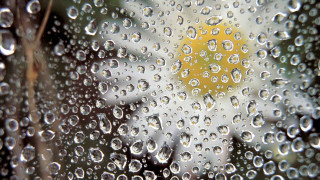 Rainy window yellow flower macro - the glass free wallpaper