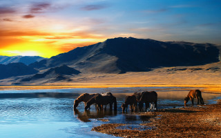 Horses drinking water lake sunset - amir zand free wallpaper