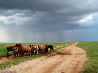Herd horses dirt road stormy - a field under a cloudy sky free wallpaper