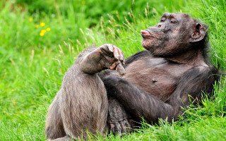 Monkey sitting grass hands back - alex petruk ape free wallpaper